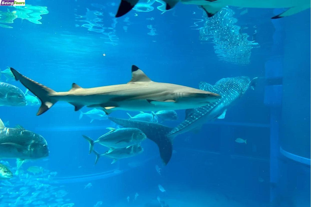 大阪-大阪水族馆-Osaka-Aquarium.jpeg