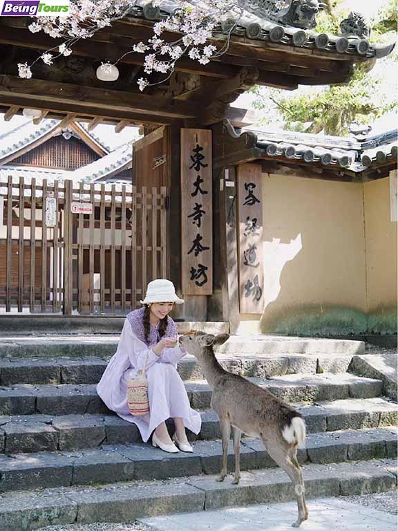 奈良-东大寺.jpg
