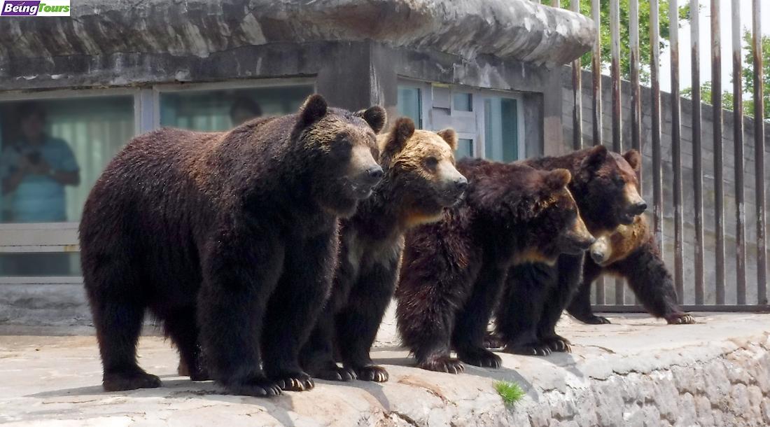 登别-熊牧场-Bear-Park-Noboribetsu-Hokkaido.jpg