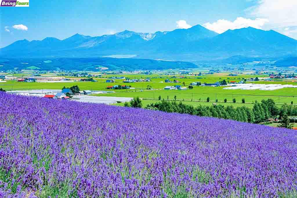 Lavender-Farm-Tomita-Furano-Hokkaido-Summer.jpg