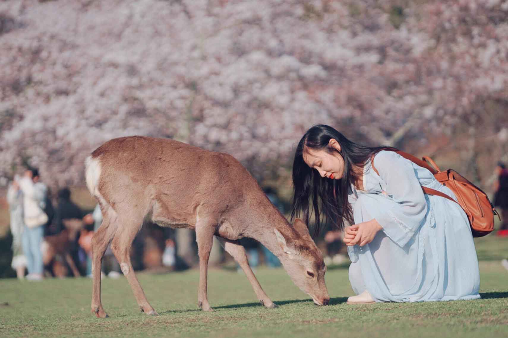 奈良-Nara-Park-04.jpg