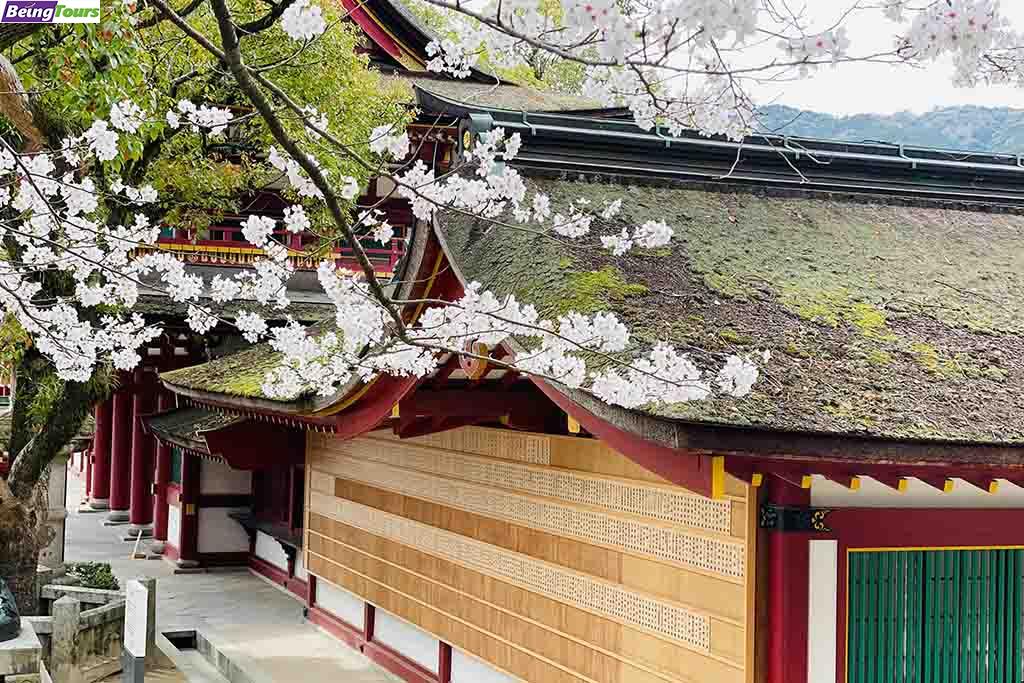 Dazaifu-Tenmangu-Shrine-Sakura-Fukuoka-202504012.jpg