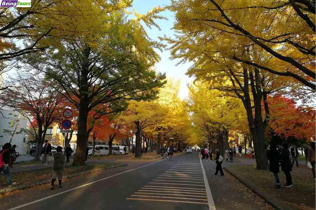 Hokkaido-University-Autumn-Sapporo.jpg