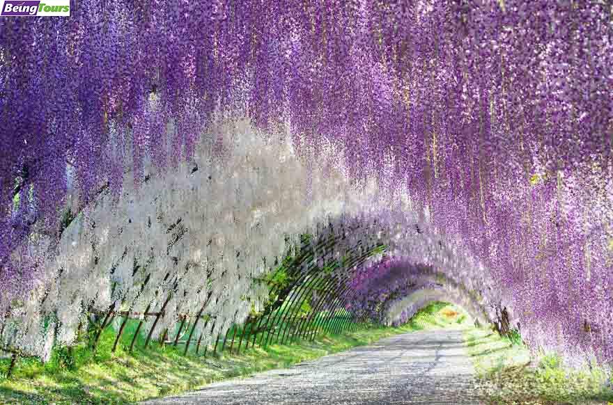 Ashikaga-Flower-Park-Ashikaga-Tochigi-20170417.jpg
