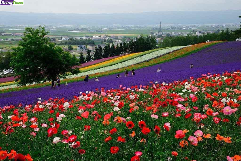 富良野-富田农场-Furano-Tomita-Farm-02.jpg