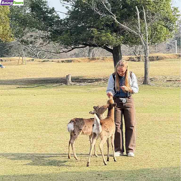 Nara-Park-Sika-Deer-Nara-20250327.jpg