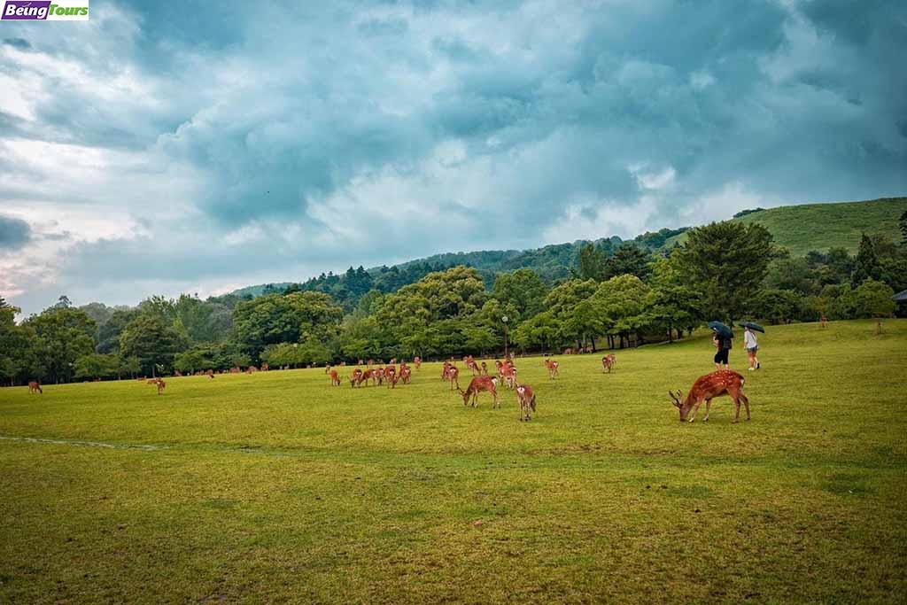 奈良-Nara-Mt.Wakakusa-03.jpg