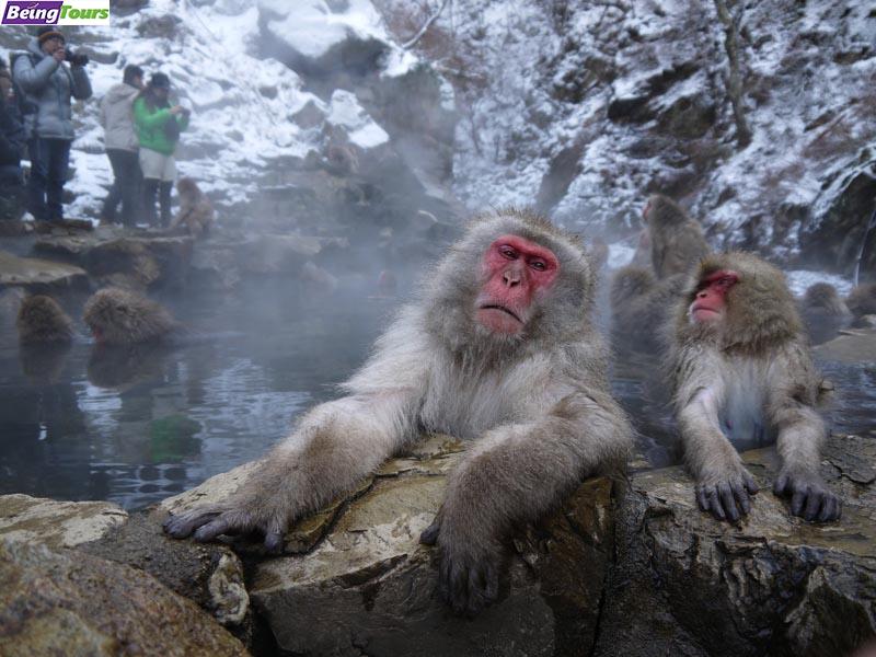 jigokudani-Snow-Monkey-Park-Nagano.jpg