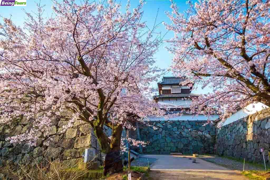 Fukuoka-Castle-Remain-Maizuru-Park-Sakura-Spring-Fukuoka-Kyushu.jpg