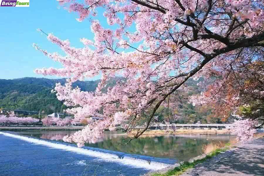 京都-岚山-渡月桥-樱花.jpg
