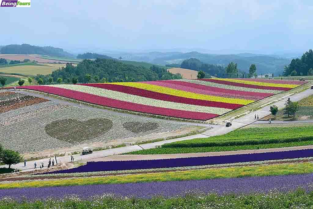 Shikisai-no-Oka-Biei-Furano-Hokkaido.jpg