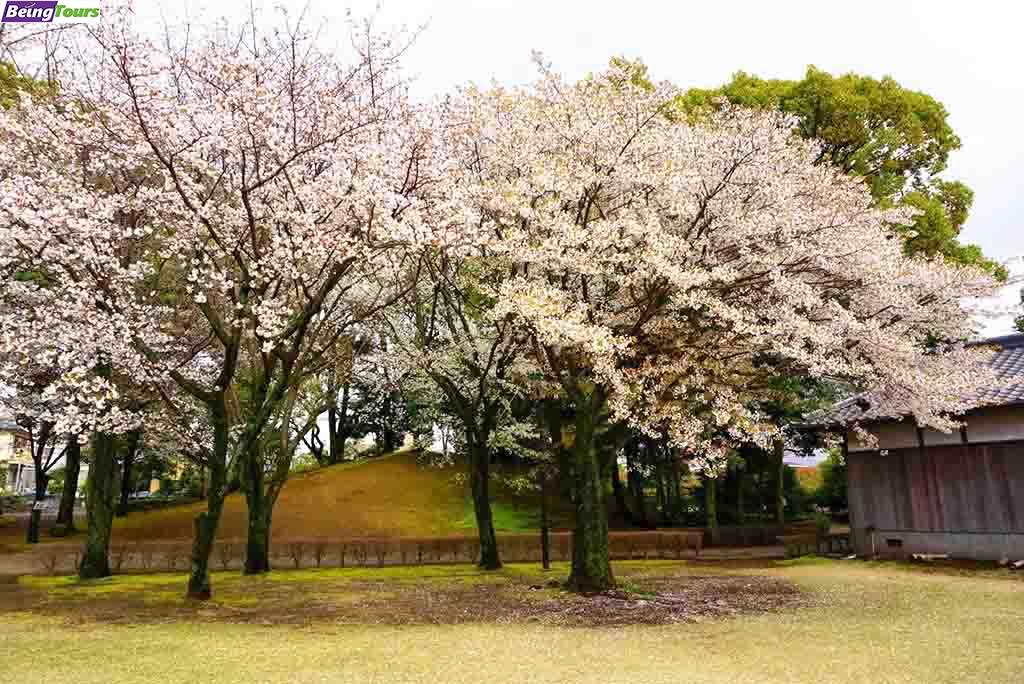 Suizenji-Park-Sakura-Kumamoto-Kyushu.jpg