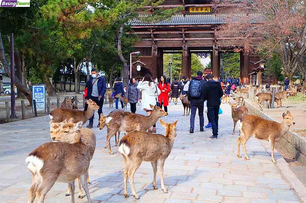 奈良-Nara-Park-05.jpg