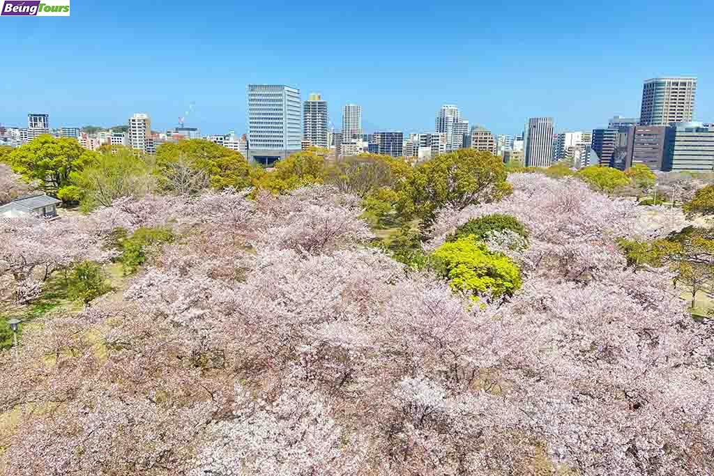 Fukuoka-Castle-Park-Sakura-Spring-Kyushu.jpg