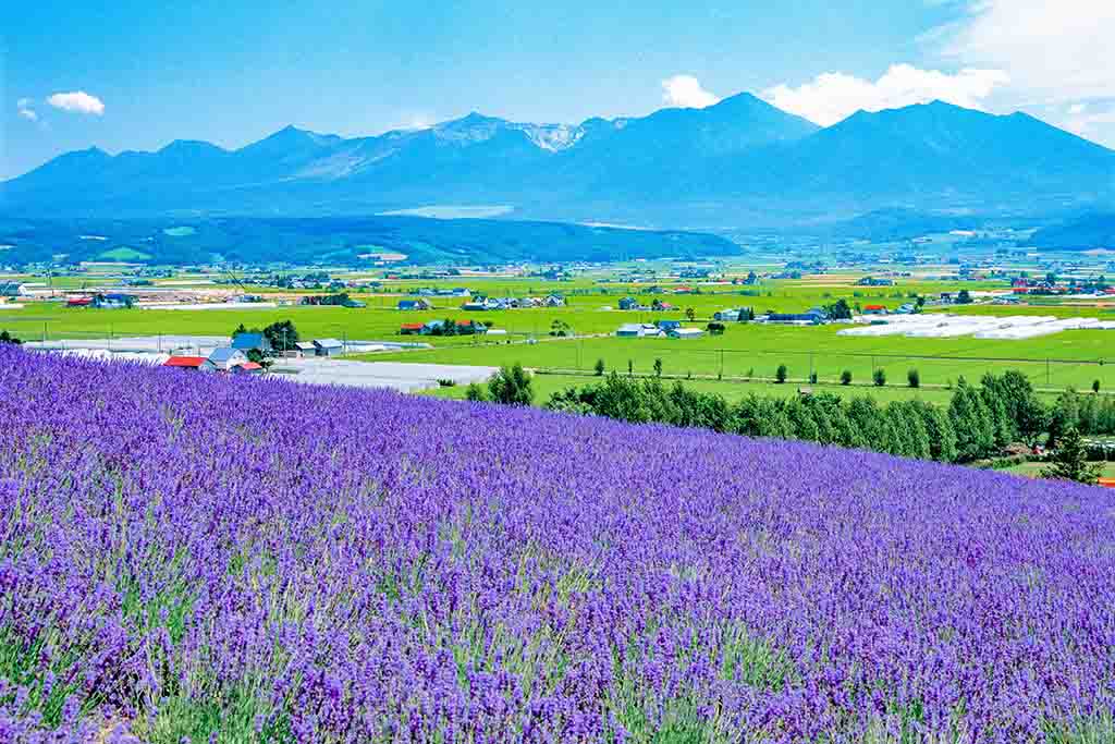 Furano Farm
